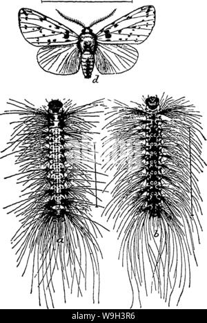 Immagine di archivio da pagina 541 della enciclopedia di pratica orticoltura; Foto Stock