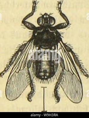 Immagine di archivio da pagina 541 di morire Insekten, Tausendfüssler und Spinnen. Die Insekten, Tausendfüssler und Spinnen CUbiodiversity1123035 Anno: 1877 ( 484 SBierte Orbmtrtg: gnetflüfjlet; fetijente gamifie: spupVeugeJäter. fctjv fräftig. Surdj foldje Silbung rocrben biefe Stiegen Befähigt, mit ungemeiner emaubttjcit unb djneüigfett bor=, rütf= unb feittoärtg am eljc bon Sßfei'ben, "£&GT;irfdCjen, 9Wjen ub anbereu äugern, jtotfcEien beu$ebern ber23ögcl umljcrjutanfen, bielleidjt ridjtigcr gefagt, umrjeiuhaBBetu. 3n ber 9teget IcBt eine Strt auf einem Bcftiinmten Spiere ub fangt beffen SBtut, Foto Stock