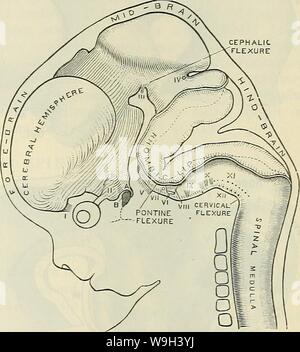 Immagine di archivio da pagina 548 di Cunningham il libro di testo di anatomia (1914) Foto Stock