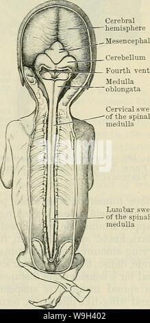 Immagine di archivio da pagina 550 di Cunningham il libro di testo di anatomia (1914) Foto Stock