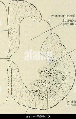 Immagine di archivio da pagina 564 di Cunningham il libro di testo di anatomia (1914). Cunningham il libro di testo di anatomia cunninghamstextb00cunn Anno: 1914 ( IL BIANCO MATTEE del midollo spinale. 531 posteriore- setto mediano grigio commis- che mediano anteriore fessura posteriore-solco laterale posteriore della colonna di materia grigia Retro-postero-laterale di un gruppo di cellule stitute bianco communicantes rami. Essi rappresentano la splancnico fibre efferenti del midollo spinalis. Nucleus Dorsalis (A.T. Clarke's colonna).-Questo occupa la colonna posteriore di materia grigia e è il più cospicuo di tutti la cella-gruppi Foto Stock