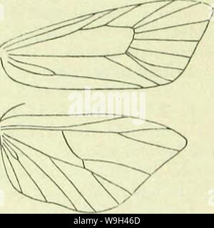 Immagine di archivio da pagina 566 di un Handbook of British lepidoptera Foto Stock