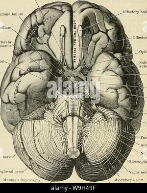 Immagine di archivio da pagina 573 di Cunningham il libro di testo di anatomia (1914) Foto Stock