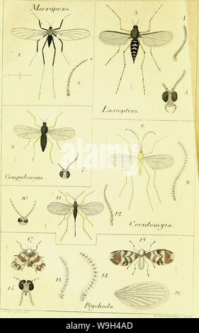 Immagine di archivio da pagina 573 di Systematische Beschreibung der bekannten europäischen Foto Stock