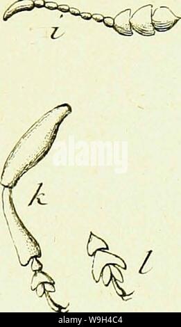 Immagine di archivio da pagina 578 di abregée Histoire des insectes (1762) Foto Stock