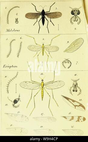 Immagine di archivio da pagina 575 di Systematische Beschreibung der bekannten europäischen Foto Stock