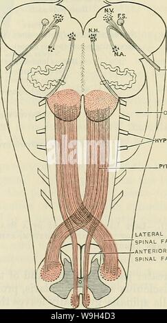 Immagine di archivio da pagina 578 di Cunningham il libro di testo di anatomia (1914) Foto Stock