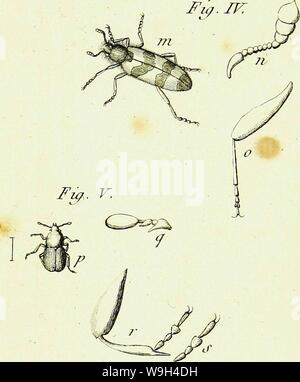 Immagine di archivio da pagina 578 di abregée Histoire des insectes (1762) Foto Stock