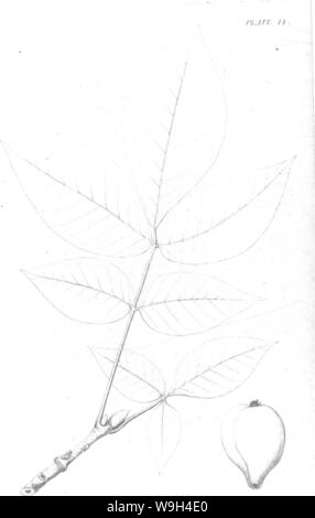 Immagine di archivio da pagina 578 di una relazione sugli alberi Foto Stock