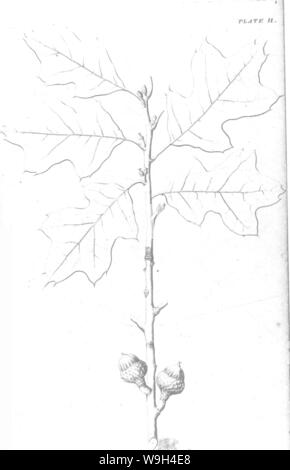Immagine di archivio da pagina 575 di una relazione sugli alberi Foto Stock