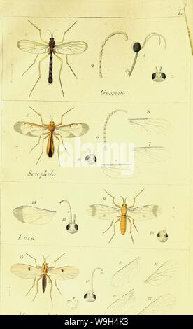 Immagine di archivio da pagina 585 di Systematische Beschreibung der bekannten europäischen. Systematische Beschreibung der bekannten europäischen zweiflügeligen Insekten CUbiodiversity1125517-9534 Anno: 1818 ( Mjce topfala Foto Stock