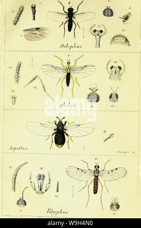 Immagine di archivio da pagina 589 di Systematische Beschreibung der bekannten europäischen. Systematische Beschreibung der bekannten europäischen zweiflügeligen Insekten CUbiodiversity1125517-9534 Anno: 1818 ( Foto Stock