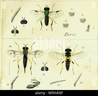 Immagine di archivio da pagina 591 di Systematische Beschreibung der bekannten europäischen. Systematische Beschreibung der bekannten europaÌischen zweifluÌgeligen Insekten CUbiodiversity1125517-9534 Anno: 1818 ( TalJQ.. ho â XYloph&.â€NOI.. Foto Stock