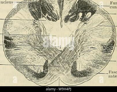 Immagine di archivio da pagina 591 di Cunningham il libro di testo di anatomia (1914). Cunningham il libro di testo di anatomia cunninghamstextb00cunn Anno: 1914 ( Tractus spinalis del trigemino secondo Sherrington, una anteriore tratto cerebrospinale nel midollo spinale di scimmie antropoide sorge in connessione con il braccio dal centro nella corteccia cerebrale. Se questo è il caso dell'uomo deve avere altre connessioni come bene, vedendo che è portato giù il midollo spinale per una considerevole distanza oltre il livello dei segmenti spinali che danno le fibre del motore all'arto superiore. Nella parte inferiore di scimmie e proscimmie un ante Foto Stock