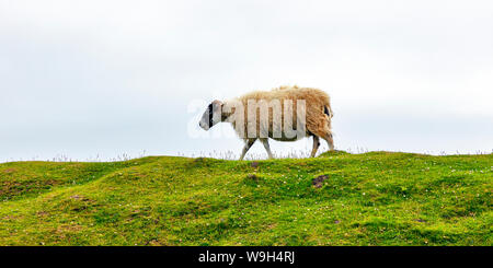 Dalesbred Pecora in piedi in erba, Isola di Skye in Scozia, Gran Bretagna Foto Stock