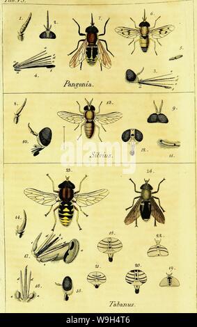 Immagine di archivio da pagina 593 di Systematische Beschreibung der bekannten europäischen. Systematische Beschreibung der bekannten europaÌischen zweifluÌgeligen Insekten CUbiodiversity1125517-9534 Anno: 1818 ( TaSjÃ¤ cteuerÂ"?&.&lt;n â¢feuifL.SfiidJetdc. Â Foto Stock