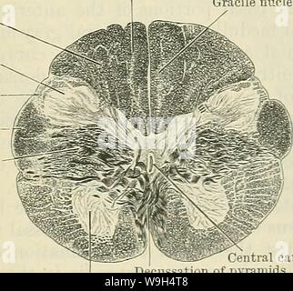 Immagine di archivio da pagina 596 di Cunningham il libro di testo di anatomia (1914) Foto Stock