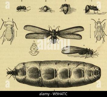 Immagine di archivio da pagina 594 di morire Insekten, Tausendfüssler und Spinnen. Die Insekten, Tausendfüssler und Spinnen CUbiodiversity1123035 Anno: 1877 ( etbljalfige, hiegerifcije, magere, fajvdfndje, tidjtfdjeuc Xcvmite. 531 unb Königin finb nod) nidtjt befaunt, Männdjen, Arbeiter unb olbatcn bergegenroärtigen bie gigurcn la biä f. @Ine faffcebraune Särbuaiß, einfdjliefjlid) ber Sflügel, jeidjnet bie 2lrt au8 fotoie ein fJIecE auf bem Reitet; tjüljler, .gmlSfcfjilb, llnterfeite essere8 ßeibcS unb bie Seine finb gelbrotl). SDie lidjtfdjeue SCetmite (Tcrmcs lucifugus ober T. arda) ift bie ävocitc füb Foto Stock