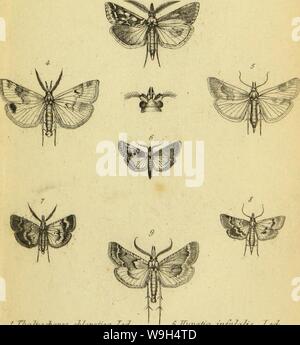 Immagine di archivio da pagina 596 di Wiener entomologische Monatschrift (1857) Foto Stock