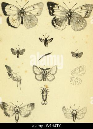 Immagine di archivio da pagina 594 di Wiener entomologische Monatschrift (1857) Foto Stock