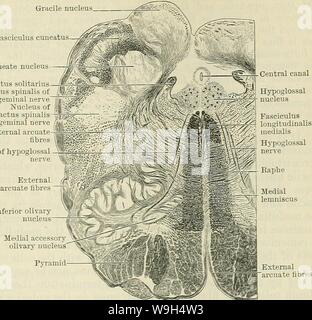 Immagine di archivio da pagina 594 di Cunningham il libro di testo di anatomia (1914) Foto Stock