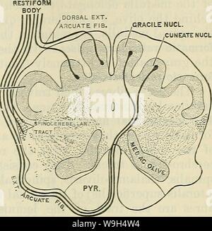 Immagine di archivio da pagina 596 di Cunningham il libro di testo di anatomia (1914) Foto Stock