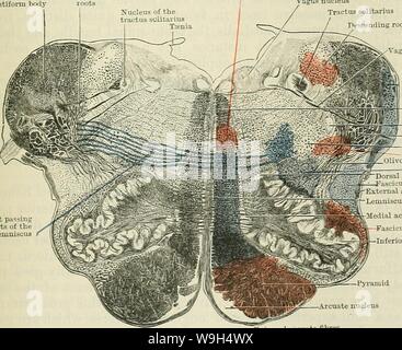 Immagine di archivio da pagina 594 di Cunningham il libro di testo di anatomia (1914). Cunningham il libro di testo di anatomia cunninghamstextb00cunn Anno: 1914 ( Fasciculus cuneatus Cuneate nucleus Tractus solitariusâ- . Tractus spinalis di /M/M'M. trigemino /'lJSsSSls nucleo di ,'}|SÂ£T.- tractus spinalisâ â del trigemino ft interno fibre arcuata 1 fila del nervo ipoglosso olivary inferiore del nucleo accessorio mediale olivary nucleus piramide Fig. 494. -Sezione trasversale attraverso l'uomo- micollo allungato nella parte inferiore Olivary regione. Corpo Restiform radici Vagoglossopharyngeal nucleo del t Foto Stock