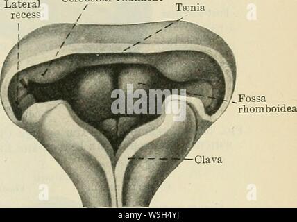 Immagine di archivio da pagina 604 di Cunningham il libro di testo di anatomia (1914). Cunningham il libro di testo di anatomia cunninghamstextb00cunn Anno: 1914 ( IL CEEEBELLUM. 571 rudiment cerebellare l'accentuazione della flessione pontine a questo stadio porta i due primi rudimenti cerebellari in direzione trasversale e in linea con l'altro e a tetto piatto, che ora sta per essere ispessito da immigrato neuroblasts dall'estremità mediale dei due primi rudimenti cerebellare. Quando un organo è così formata dall'unione nel tetto-piastra del originariamente rudimenti separato, esso presenta la forma di un du Foto Stock