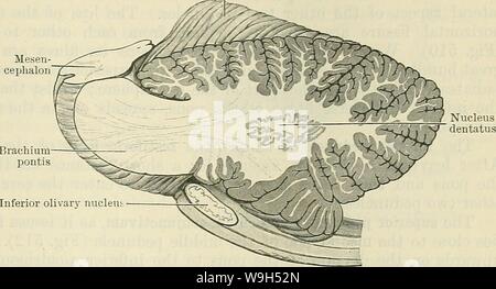 Immagine di archivio da pagina 610 di Cunningham il libro di testo di anatomia (1914). Cunningham il libro di testo di anatomia cunninghamstextb00cunn Anno: 1914 ( IL STEUCTUEE E COLLEGAMENTI DEL CEEEBELLUM. 577 di materia grigia, che è ripiegata su se stessa in modo da racchiudere in un pallone in modo simile, una porzione della centrale di materia bianca (Figg. 511 e 512). Questa capsula di grigio non è completamente chiuso. Esso presenta una bocca aperta, denominata hilus, la quale è diretta medialmente e verso l'alto e fuori di questo flusso delle fibre del brachium costitui- Cnlmen junctivum. Tre piccoli ad- ditional masse di materia grigia sono anche Foto Stock