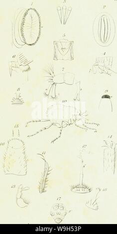 Immagine di archivio da pagina 620 di una introduzione di entomologia, o, Foto Stock