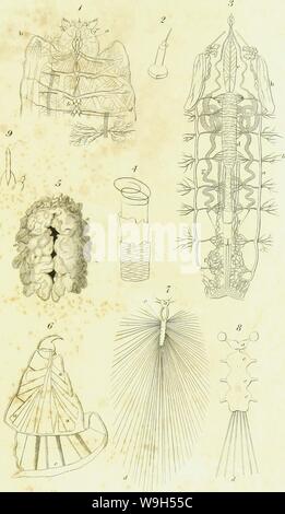 Immagine di archivio da pagina 616 di una introduzione di entomologia, o, Foto Stock