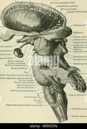 Immagine di archivio da pagina 616 di Cunningham il libro di testo di anatomia (1914) Foto Stock