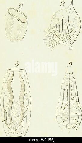 Immagine di archivio da pagina 632 di una introduzione di entomologia, o, Foto Stock