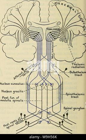 Immagine di archivio da pagina 623 di Cunningham il libro di testo di anatomia (1914) Foto Stock