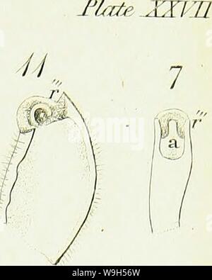 Immagine di archivio da pagina 628 di una introduzione di entomologia, o. Una introduzione di entomologia, o elementi della storia naturale di insetti : con piastre CUbiodiversity5061101-9656 Anno: 1822 ( 6 8 9 ? (Ho un ' &gt;f 4 8 40 f 42 p' 22 46 17 13 23 28 24 99 30 34 82 rfete/ 26 V ' 21 Foto Stock