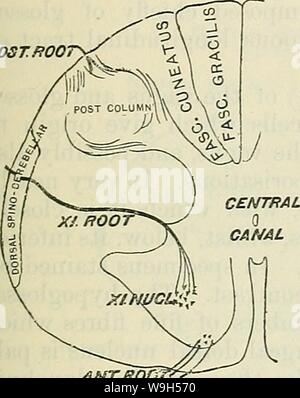 Immagine di archivio da pagina 628 di Cunningham il libro di testo di anatomia (1914) Foto Stock