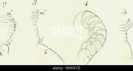 Immagine di archivio da pagina 624 di una introduzione di entomologia, o, Foto Stock