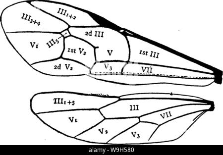 Immagine di archivio da pagina 628 del manuale per lo studio Foto Stock