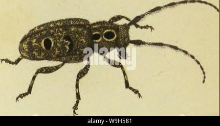 Immagine di archivio da pagina 626 di Insekten der Schweiz, die vorzueglichsten. Insekten der Schweiz, die Gattungen vorzueglichsten je durch eine arte bildlich dargestellt CUbiodiversity1121885 Anno: 1836 (" Io y/fortcv ctA'' â ¢ â Foto Stock