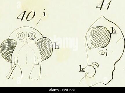 Immagine di archivio da pagina 626 di una introduzione di entomologia, o. Una introduzione di entomologia, o elementi della storia naturale di insetti : con piastre CUbiodiversity5061101-9656 Anno: 1822 ( 24 22 Q 23 25 Â£7 ?# ?&lt;9 A) I J i' ' ... Ho Â¥ â£&LT;? T 3k 33 34 (ifi m 35 36 V 37 38 33 4i&GT; 43 â W1 Cr r45 = 46 47 48 Q un Foto Stock