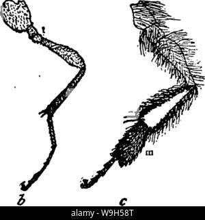 Immagine di archivio da pagina 628 del manuale per lo studio Foto Stock