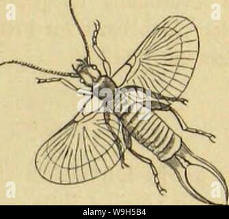Immagine di archivio da pagina 632 di morire Insekten, Tausendfüssler und Spinnen. Die Insekten, Tausendfüssler und Spinnen CUbiodiversity1123035 Anno: 1877 ( TOöiutdjcn ke? Rto&cn OI)t)outmt3 fPorflonla glgantea) ub beS ßeme!n(n (ForBcula i-icularia) In fliffltnbtr Stttliiufi. bcrtümmern babon beim 2Beibdjcn gv&GT;ci botlftänbig unb ba§ leiste am 33aud)e. Sie jatjlreidjcn 9lrten unterfd)eiben fid) un ben Sangen, toeldje fogar für bie efdjtedjitcr berfelbcn 2lrt abänbern, un ben giufjglicbern, ber boHIomiueneren ober mangelhaften Sflügclbilbung, bcrgorin essere§ 9£üdcn= fd)ilbc§ ub anberen Werf malen, Foto Stock