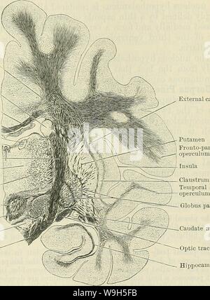 Immagine di archivio da pagina 646 di Cunningham il libro di testo di anatomia (1914) Foto Stock