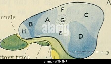 Immagine di archivio da pagina 658 di Cunningham il libro di testo di anatomia (1914) Foto Stock