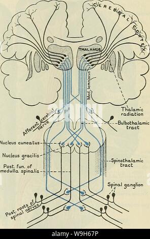 Immagine di archivio da pagina 684 di Cunningham il libro di testo di anatomia (1914) Foto Stock