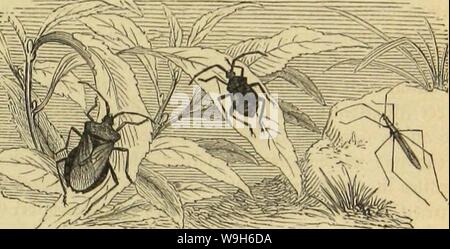 Immagine di archivio da pagina 684 di morire Insekten, Tausendfüssler und Spinnen. Die Insekten, Tausendfüssler und Spinnen CUbiodiversity1123035 Anno: 1877 ( ciumlvcuije. Dtauteitfcrmigc 9ianbtPrtnje. @D)nafcnivanjc. 613 nur Wenig un Sänge übertrifft. Sei ber oumiuanje (Syromastes marginatus, gig. 1) erweitern fid) bie güljlerljöder nad) innen 31t einem SDorn; bie graurötljiidje Dberflädje bei Äörberi erfdjciut bind) feine, fd)tr&GT;arje Spunftftidje bitnfler, am bunfclften bailetjte, amlid)teften biebcibeu borljcrgeenben fjüfyicrglicber, ber Dtüdett bei inteilcifieS am rcinften rotrj unb bie .£&GT; Foto Stock