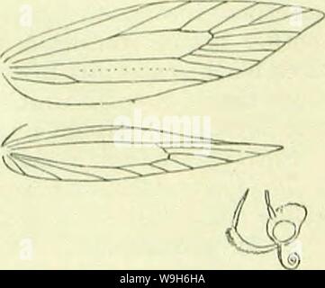 Immagine di archivio da pagina 688 di un Handbook of British lepidotteri. A Handbook of British lepidoptera CUbiodiversity1126142 Anno: 1895 ( MOMl'HAl KLAC11I.ST1DAK 079 4. 3. raschkiella. . 5. . G. 9. fulvescens. 10. nchraceella. I'J. Stephensi. 7. 1. La testa metallica di! " Non metallico 2. Stimmate distinti, argento metallico-, L. termmella. " Non distinti .... 3. 3. Korewings metallico con marchio dorsale prima tonms 2. schrankella. " Senza tale marchio 4. Forewings ochreous o giallo " non OchreOUS o giallo 5. Hindwings grigio scuro " di colore biancastro-giallastro G. Forewings bianco . ,, Fuscous scuro o grigio . 7. Capo whi Foto Stock