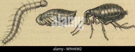 Immagine di archivio da pagina 702 di Métamorphoses moeurs et istinti des Foto Stock