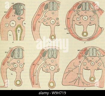 Immagine di archivio da pagina 712 di Cunningham il libro di testo di anatomia (1914). Cunningham il libro di testo di anatomia cunninghamstextb00cunn Anno: 1914 ( Sviluppo del midollo spinale NEKVES. 679 serve a raccogliere e trasmettere al midollo spinale impulsi provenienti dai visceri e per distribuire fibre efferenti alle navi nella zona splancnico e alle ghiandole e involontario muscolo-fibre. Sviluppo del PEEIPHEEAL i nervi e il sistema simpatico. Lo sviluppo del midollo spinale Nekves. I. Origine del nervo spinale radici.-Il processo di sviluppo dei nervi spinali inizia per mezzo dell'evoluzione delle poste Foto Stock