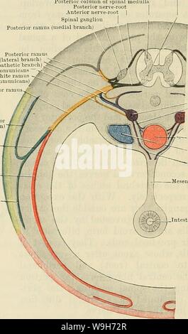 Immagine di archivio da pagina 719 di Cunningham il libro di testo di anatomia (1914) Foto Stock